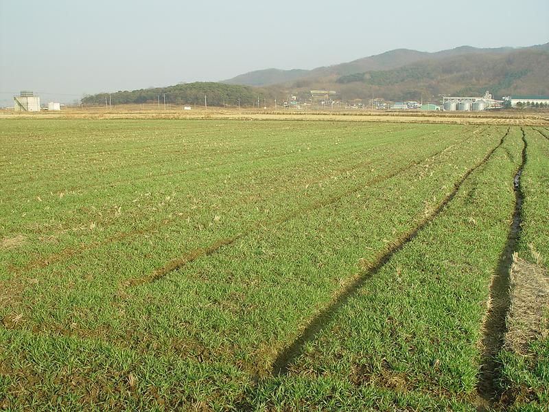 보리파종_2