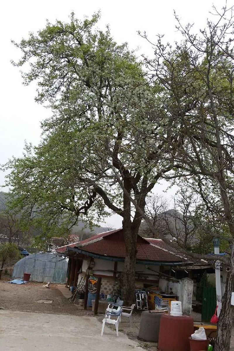 불은면_삼동암리_300년_된_배나무_사진
