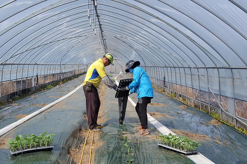 불은면_수박재배_하우스에서_강화섬수박을_심고_있다