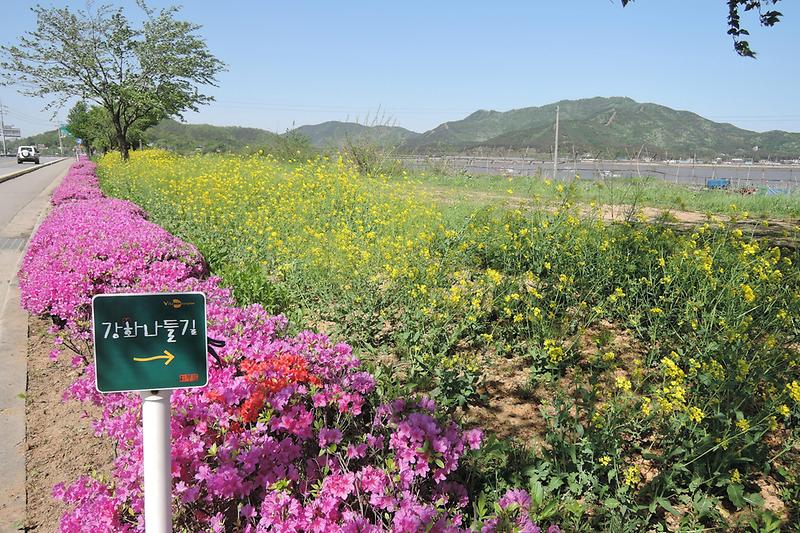 선원면, 강화해안도로 호국돈대길을 따라 펼쳐진 철쭉꽃 향연 사진