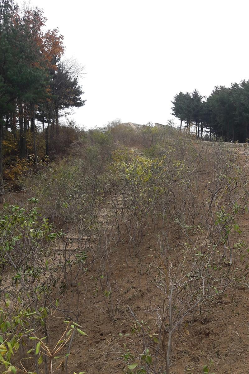 강화산성길을_따라_진달래가_식재되어_있다