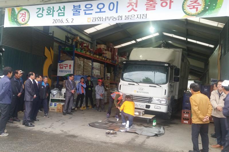 강화섬_불은오이_첫출하