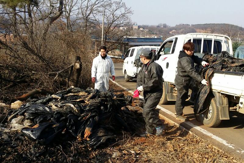 길상면_주민자치위원회_위원들이_영농_폐비닐을_수거하고_있다