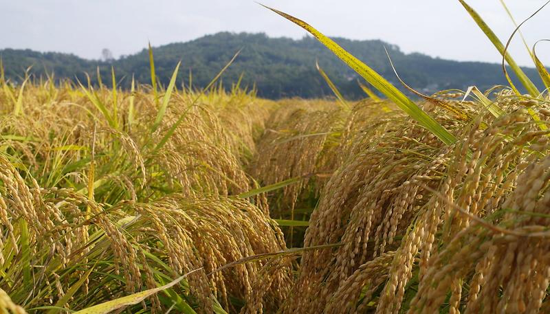 고품질_쌀_육성단지_1