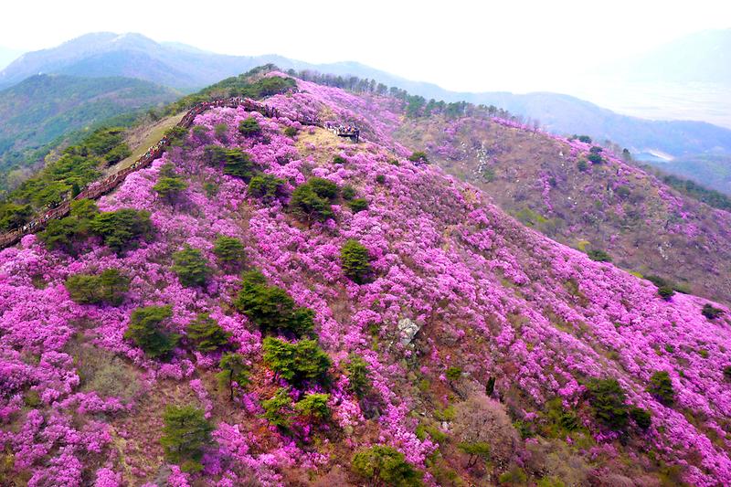 고려산에_진달래가_만발해_있다_1