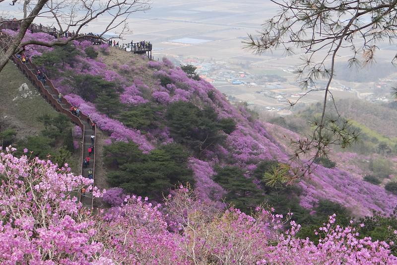 고려산에_진달래가_만발해_있다_2