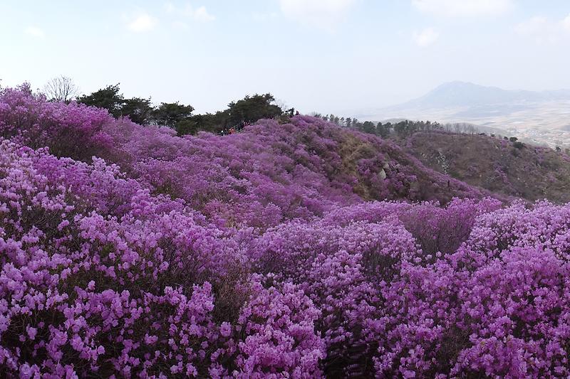 고려산에_진달래가_만발해_있다_3