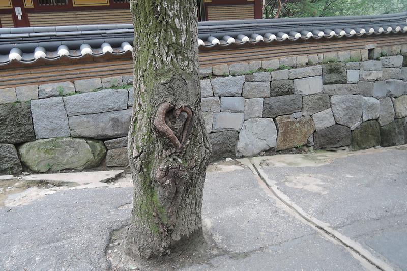 하트_나무