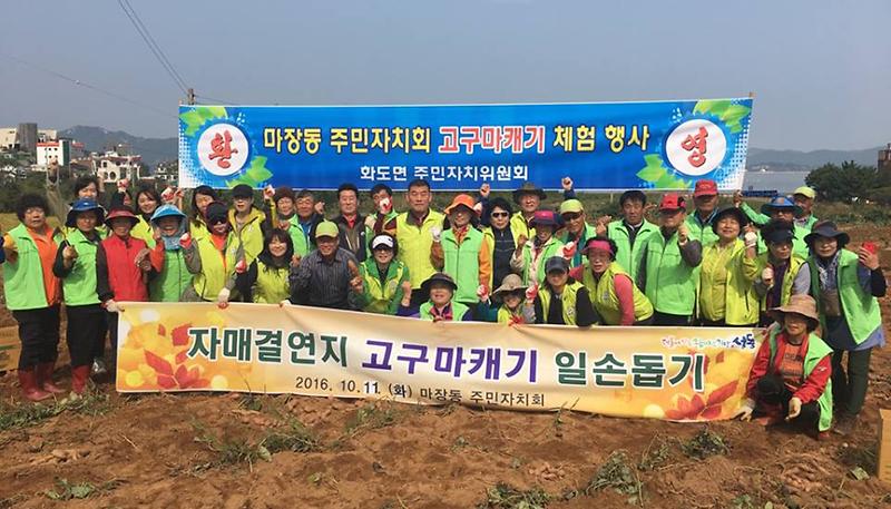 화도면_고구마_캐기_1