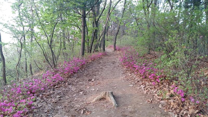 혈구산_등산로에_철쭉꽃이_피어_있다_1