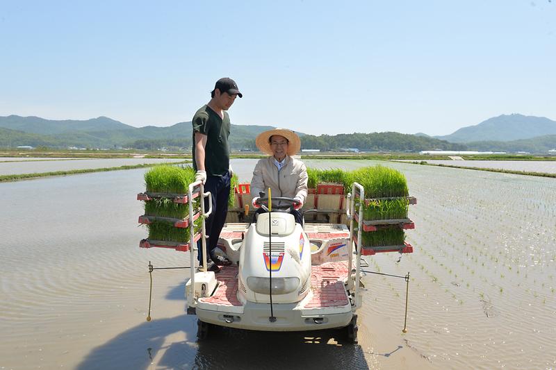 이상복_군수_모내기
