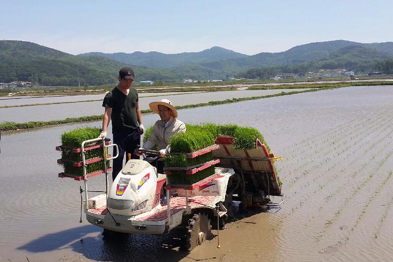 이상복_군수_모내기_1