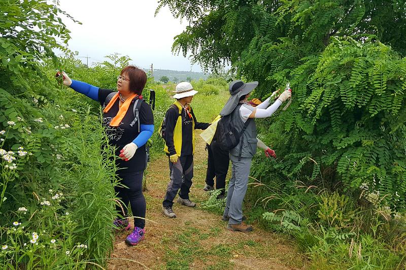 나들길_2코스_넝쿨제거_사진