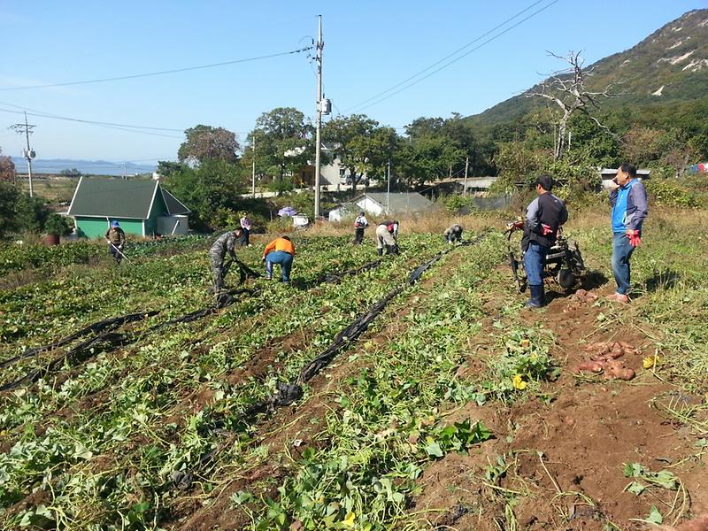 삼산면_고구마_수확_1