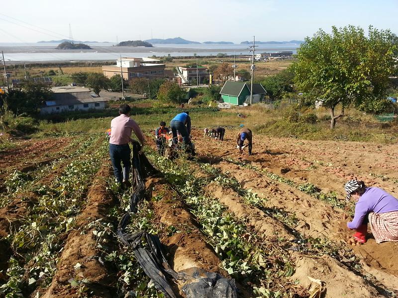 삼산면_고구마_수확_2