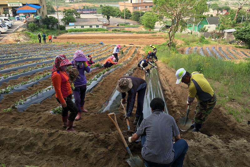 삼산면_주민자치위원회_위원들이_사랑의_고구마를_심고_있다