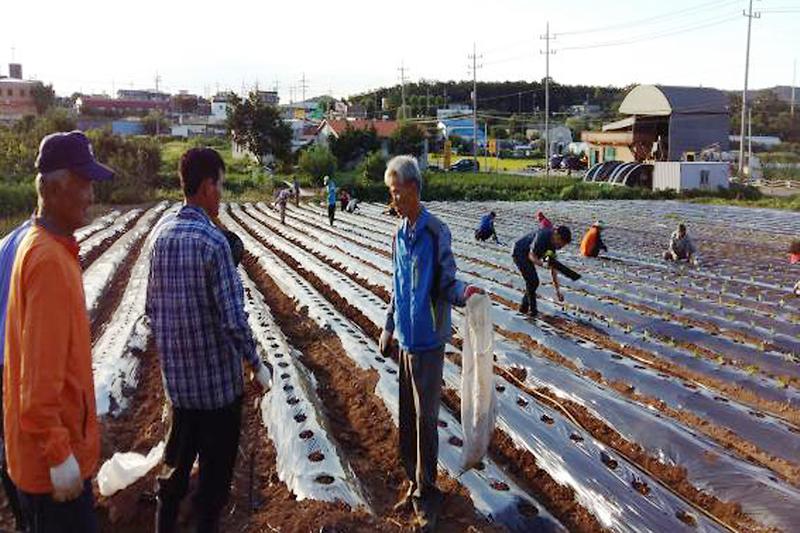 선원면_배추심기