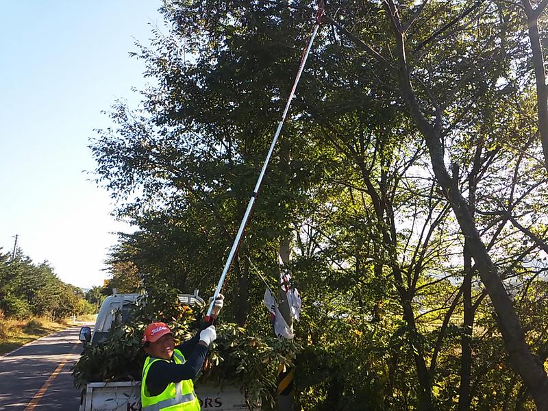 수목제거(가지치기)_1
