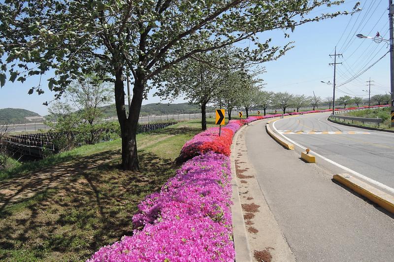 1단체_1꽃동산(강화해안도로_철쭉꽃_사진_1)