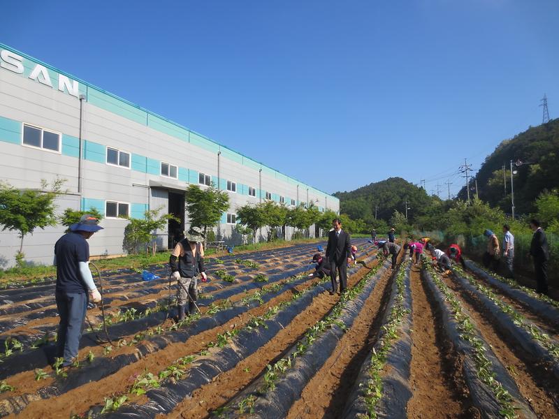 강화읍_고구마_식재1