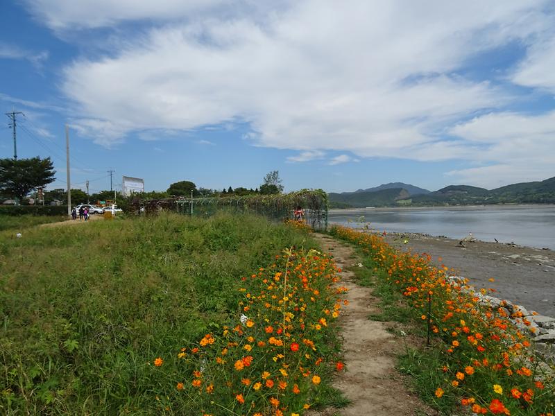 코스모스와 황금들녘 펼쳐진 ‘호국돈대길’ 사진