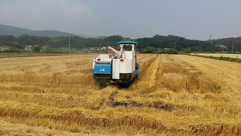 강화섬찰쌀보리(수확)