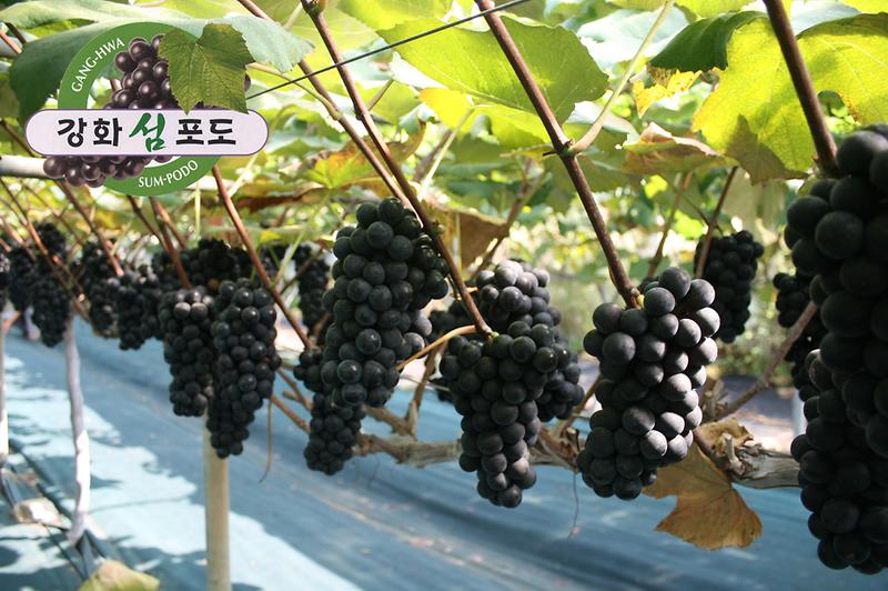 강화섬포도2