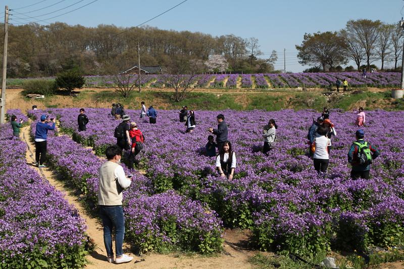 고인돌공원_청유채1