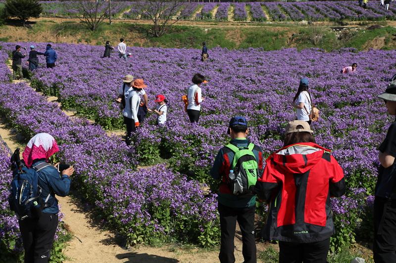 고인돌공원_청유채2