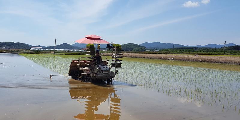 고품질쌀_육성단지(모내기)