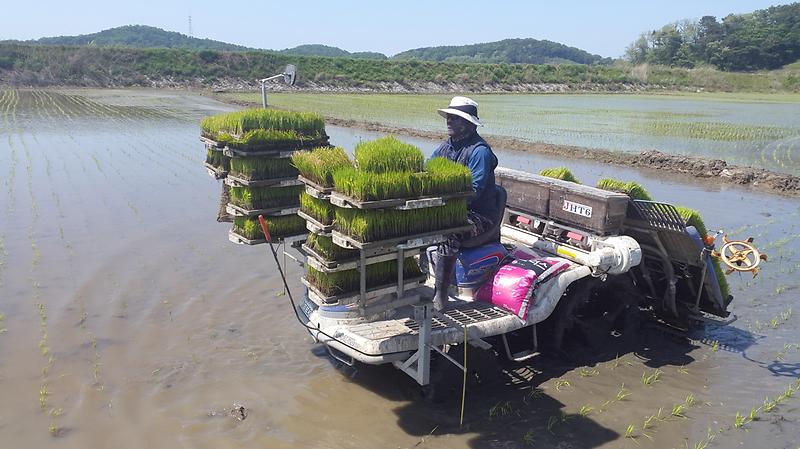 교동도_삼총사_(1)