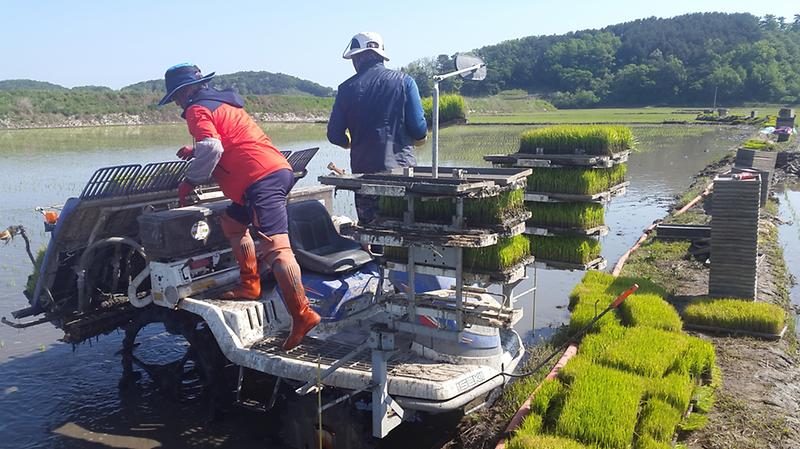 교동도_삼총사_(2)