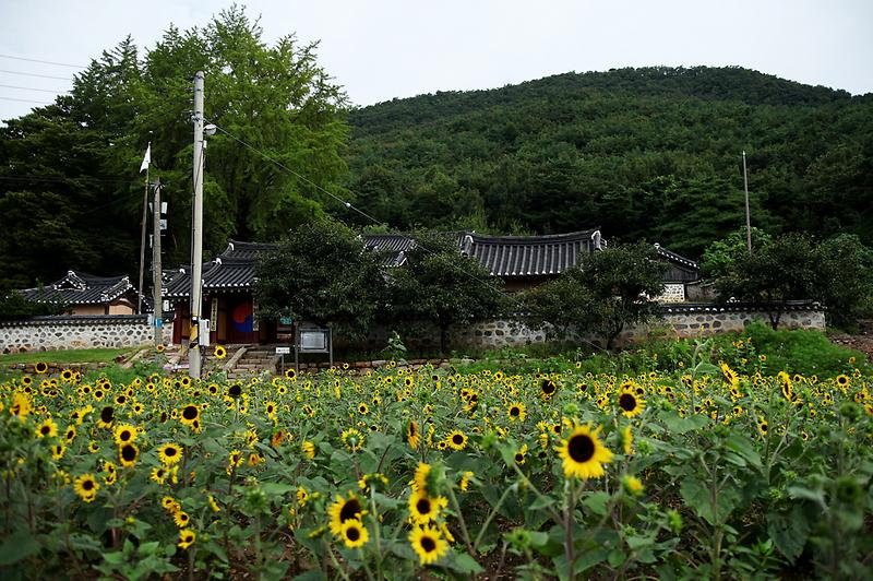 교동향교_해바라기_(1)