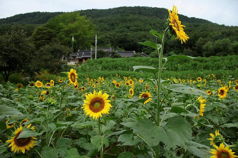 교동향교_해바라기_(2)