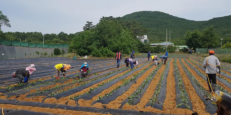 교동면_주민자치위_고구마_식재