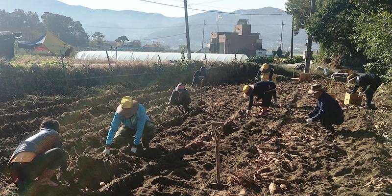 하점면_고구마_캐기_행사