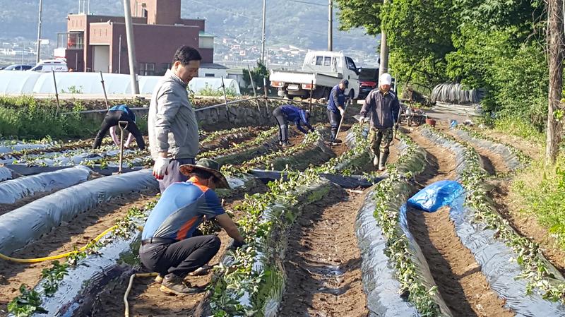 하점면_주민자치_고구마_심기_(1)