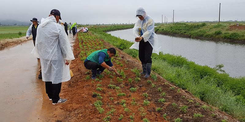 하점면_삼거천_화단조성_1