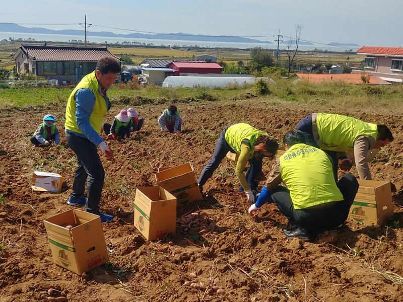 화도면_고구마_캐기1