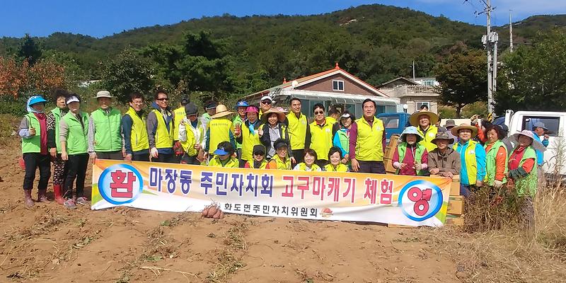 화도면_고구마_캐기2