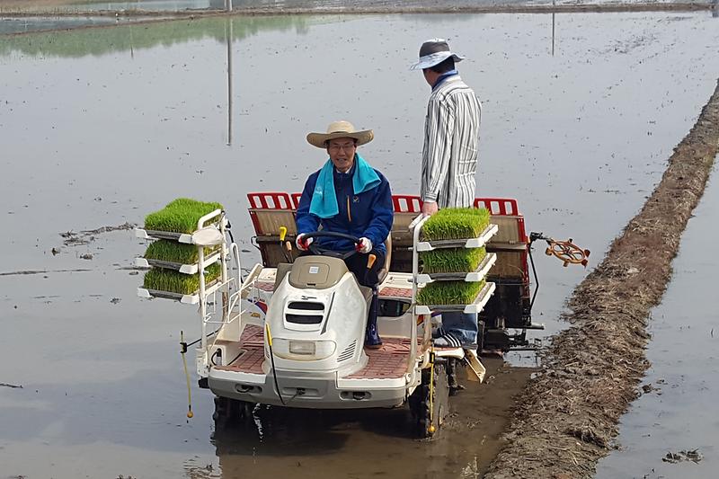 이상복_군수가_모내기_시연을_하고_있다1