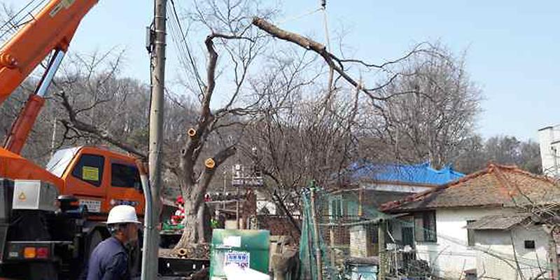 재해위험_수목_제거2