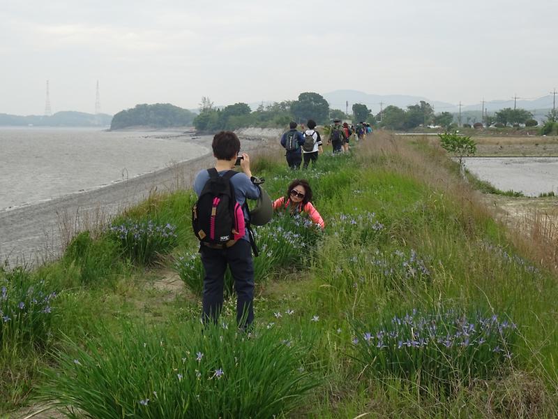 나들길_행사_-_타래붓꽃길을_걷고_있다