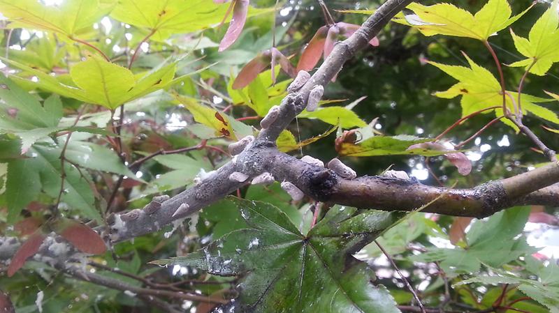 농작물_돌발해충_방제(미국선녀벌레_성충)