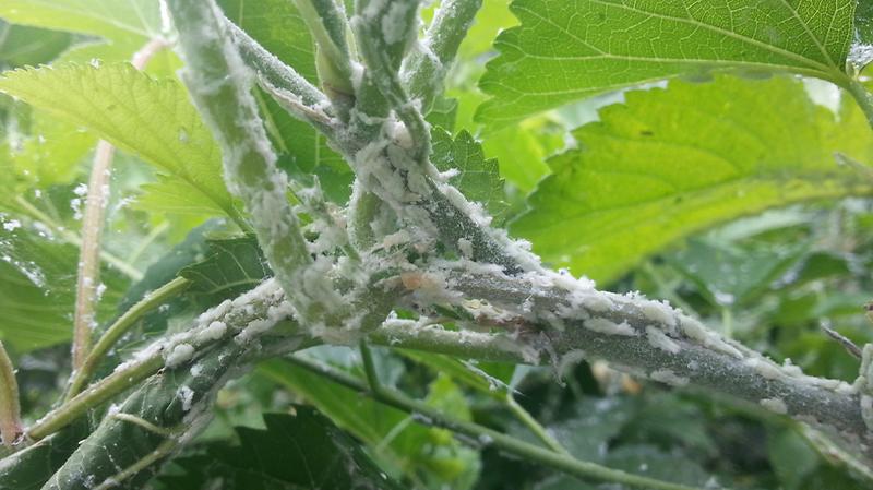 농작물_돌발해충_방제(미국선녀벌레_약충)