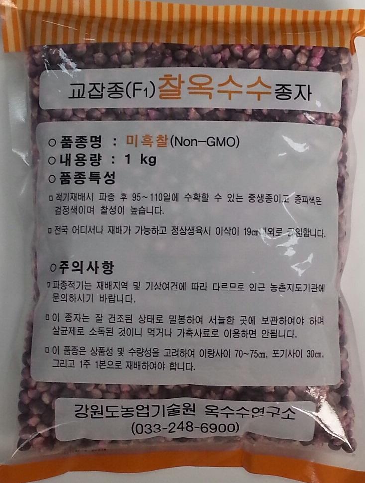 옥수수_보급종_종자2