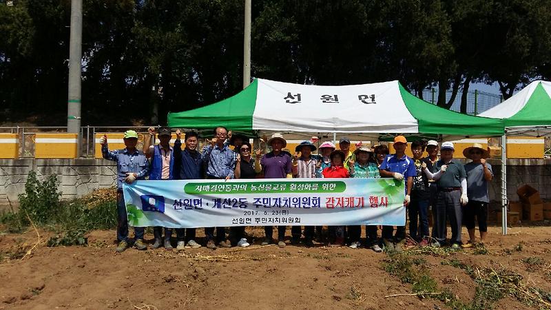 선원면_감자캐기_행사