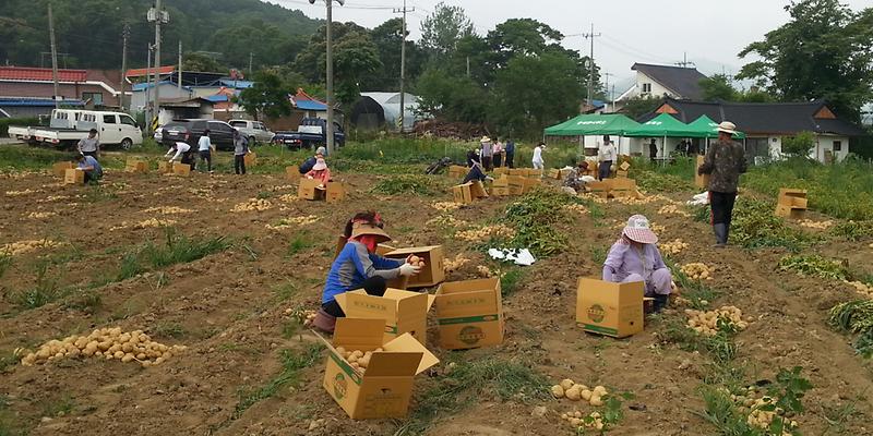 송해면_감자캐기2