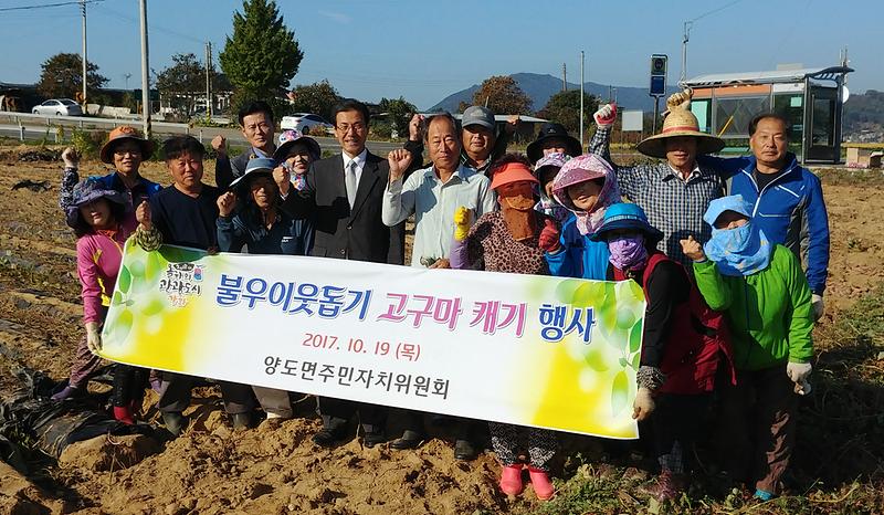 양도면_고구마_캐기