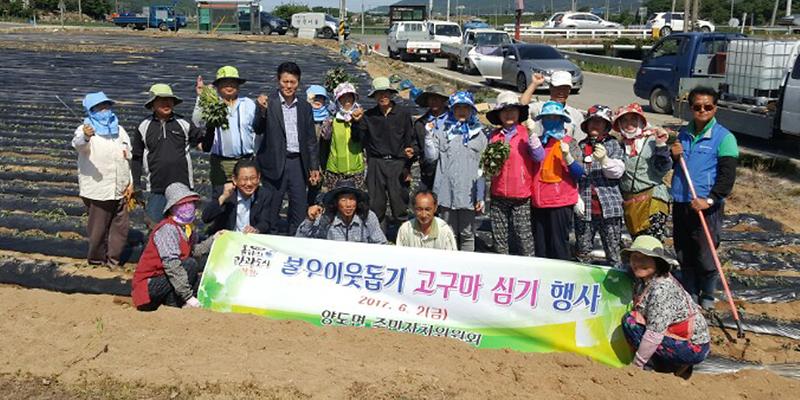 양도면_고구마_심기
